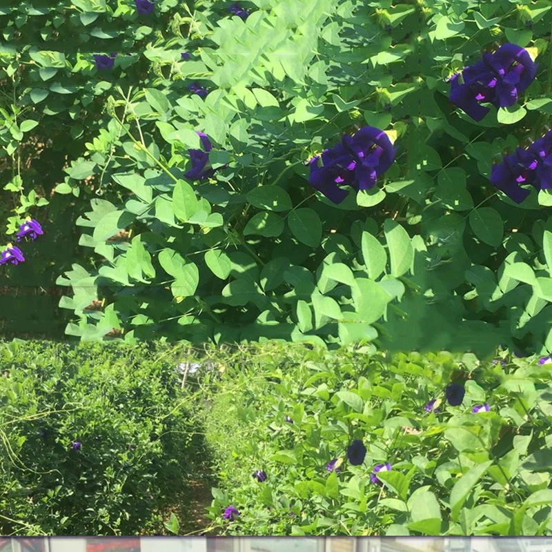 1 мешок 500 г 1500 Clitoria Ternatea гербарий кухонная игрушка. Таиланд голубой горох бабочки