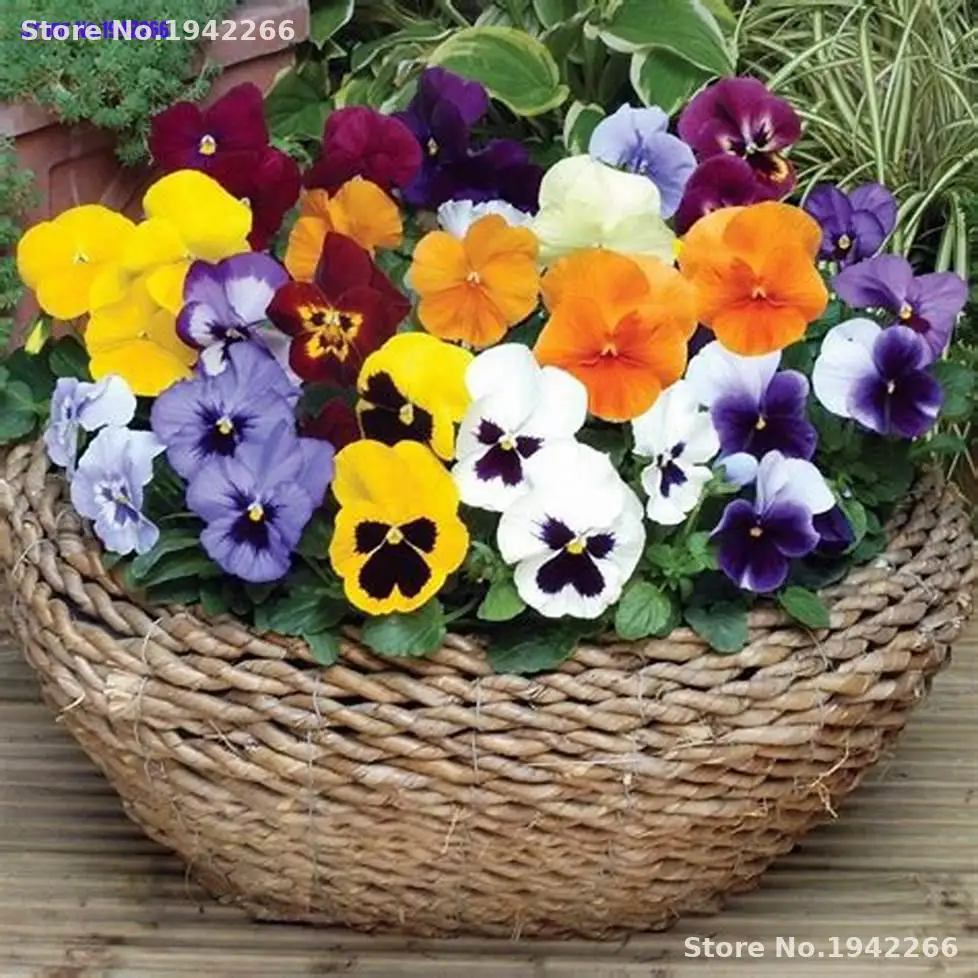 

100pcs Imported Pansy Bonsai Wavy Viola Tricolor Pansy Flower Bonsai Potted Plant Home Garden Decoration Flowers Ground Cover