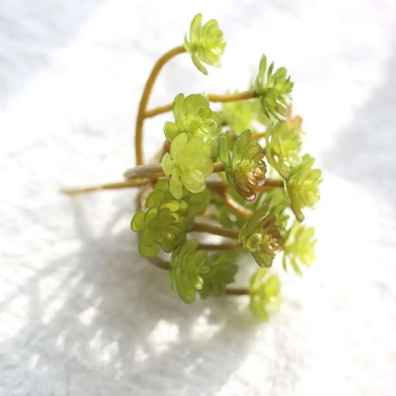 Succulent Artificial Plants Immortal Tree With Bud Meaty