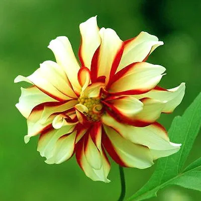 Mary Flower Seeds Different Colors Mixed 1 Pack 40 Seeds Blended Color Flowers Plant Seeds Flower Seeds Beautiful Garden Aliexpress