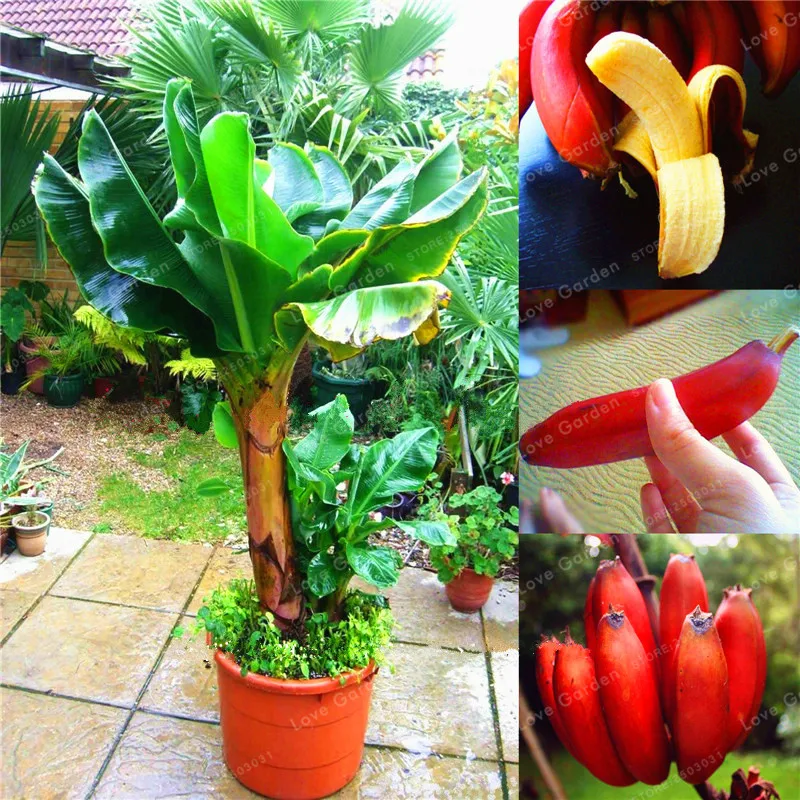 

100 Pcs Banana Bonsai Fruit Bonsai Rare Big Hainan Pink Banana Bonsai Musa Velutina Dwarf Pink Banana Bonsai Potted plant