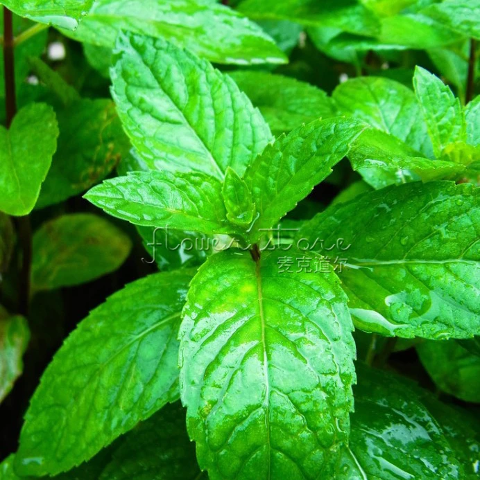1Bag/100Pcs Vietnamese Mint Seeds Rich Aroma DIY Home Garden Plantin