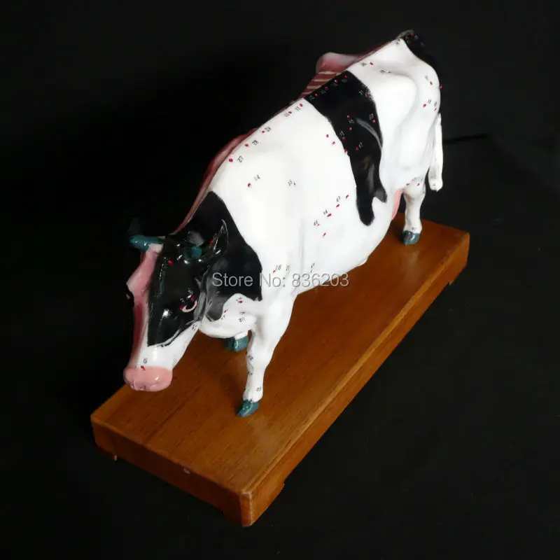 

Veterinarian's Cattle Cow Bovine Acupuncture Model in trauma anatomy skeleton dental anatomical shadow medical training manikins