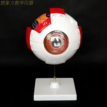 

6X enlarge Eye anatomical model large eyeball structure model teaching medical demonstration model