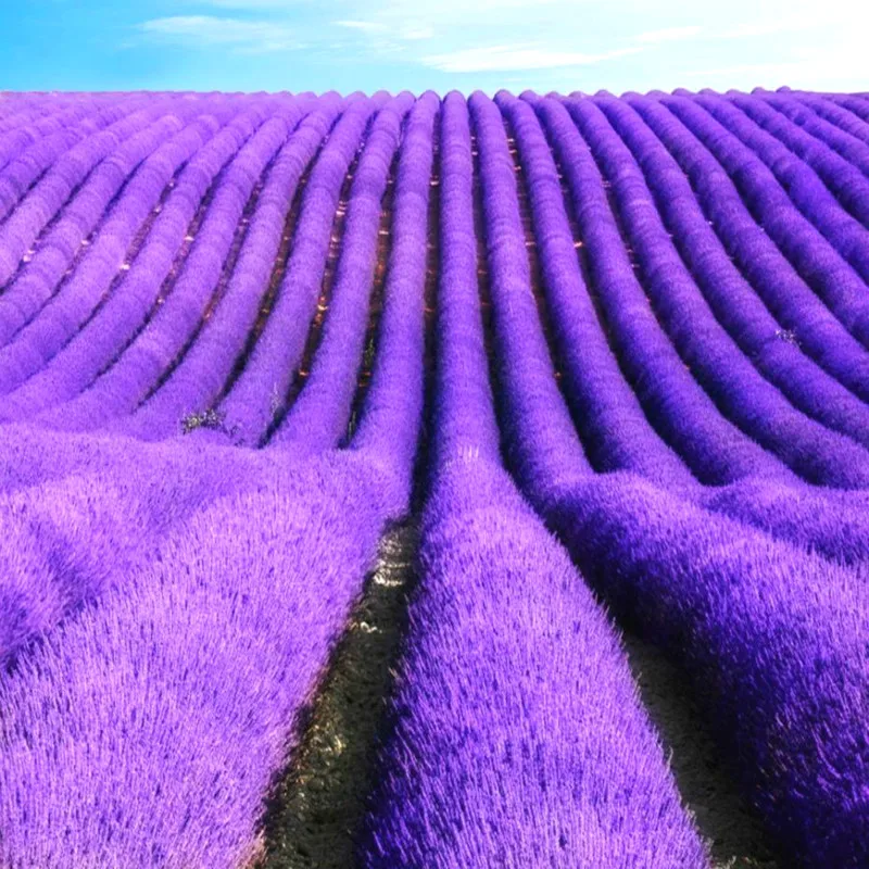 

200 Lavender Flower plantas Beautiful Garden Produce Delightful Natural Aroma Great Herb Flowers Sea Jardin Plant Free Shipping