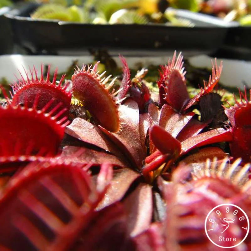 Loss Promotion!100 PCS/Lot Red Dragon Flytrap Plantas Bonsai Potted ...