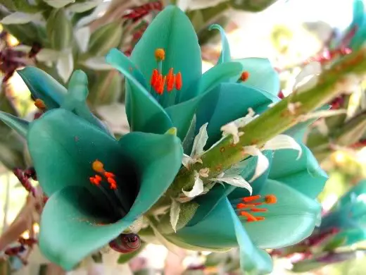 100 шт свежий настоящий Puya berteroniana Oo-Puya chilensis Flower F