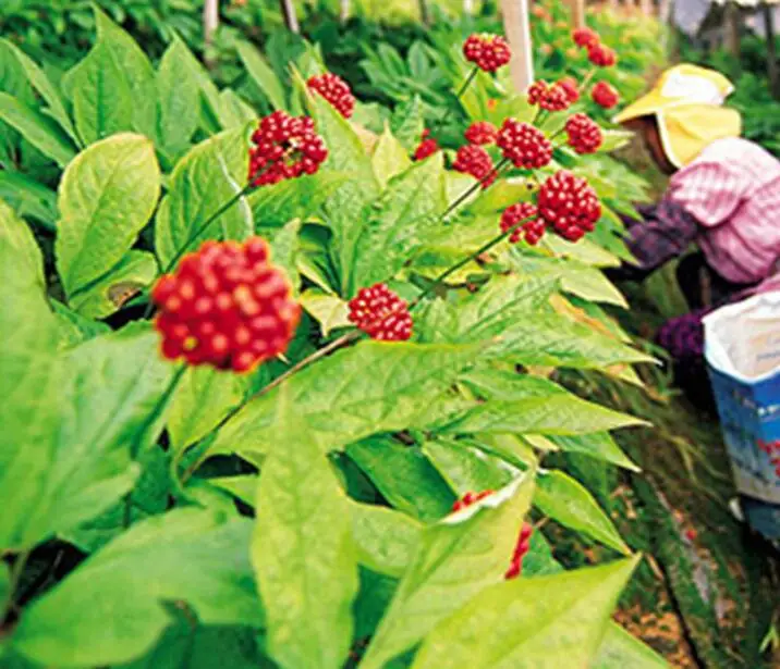 

ProQgf 500Pcs A Set Korean Ginseng