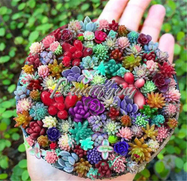 10000 pz/borsa Esotico Mini Succulente Cactus Succulente Rare Perenne Piante di 10000 pz/borsa Esotico Mini Succulente Cactus Succulente Rare Perenne Piante di