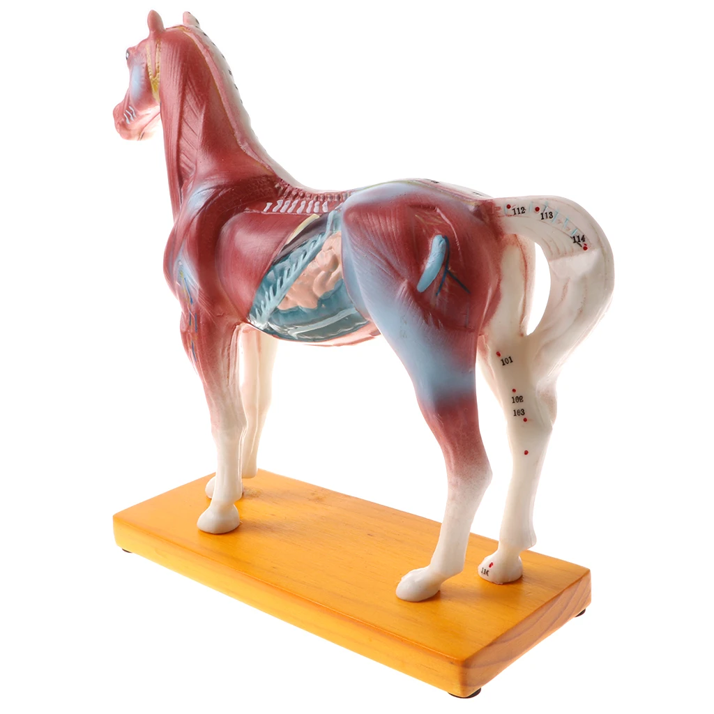 Professional 114 Acupuncture Points Horse Anatomical Model School Teaching Display Lab Supplies