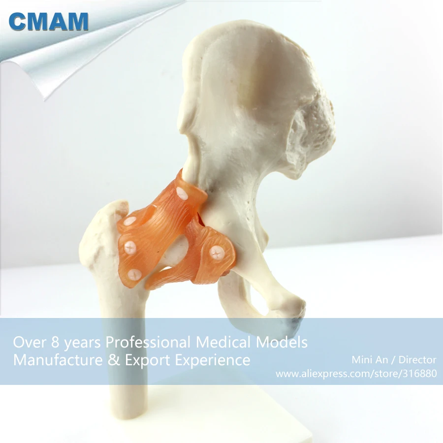 12353 CMAM-JOINT06 Life-Size Hip Joint Skeleton Model, Medical Science Educational Teaching Anatomical Models 12353 CMAM-JOINT06 Life-Size Hip Joint Skeleton Model, Medical Science Educational Teaching Anatomical Models