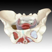 Женская модель скелета модель человека
