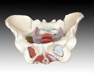 

Female basin model skeleton model human model