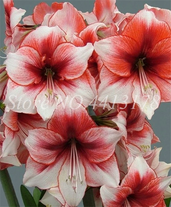 Hot Amaryllis Bonsai 12 Pcs Chinese Cheap Flower Bonsai Plants