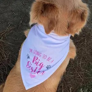 Customize wedding Save The Date Dog Bandana, Save The Date Engagement Photo Props, Save The Date Sign, Dog Engagement Photo - Цвет: to be big sister