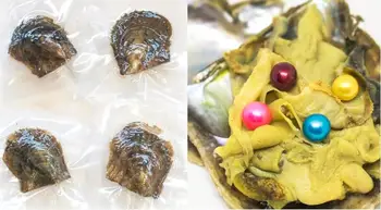 

Fashion 4 Pearls Oyster Quads Pearls Akoya Shell with 6-8MM Round Pearls inside Mix Colors Free Shipping PO3002