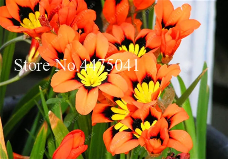 120 Pcs Freesia Bonsai Garden Freesia Bulbs Flower Bonsai Flower Flowers Orchid Freesia Rhizome Bulbous Flowers (Mix Colors)