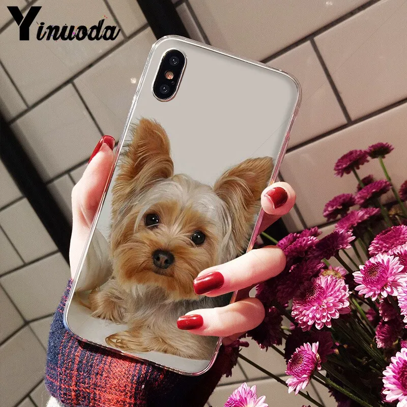 Yorkshire terrier dog