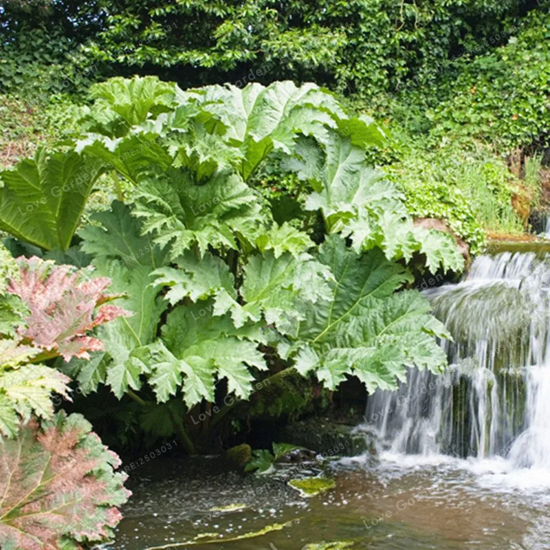 Gunnera Manicata Bonsai Also Called Giant Rhubarb Bonsai Grow In Partial Shade Huge Leaves Outdoor Plant in Garden 50 Pcs/Bag