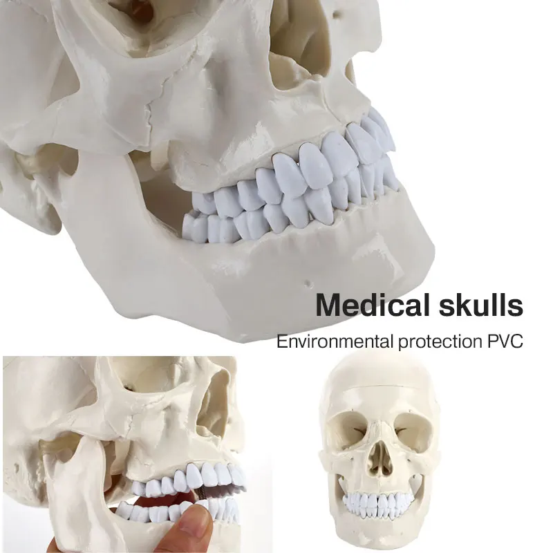 

Skull Teaching Model PVC Parietal Study Engraving Sculpture Manual Durable Skeleton Anatomy Anatomical