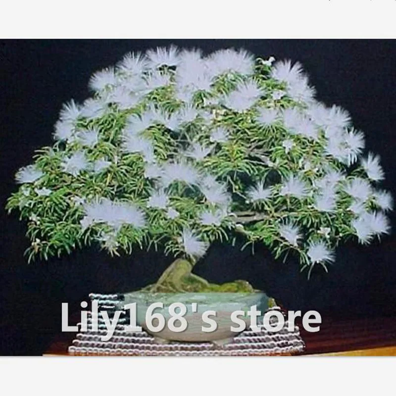 10 seeds/pack bonsai wihte Flower seeds called Mimosa Silk Tree