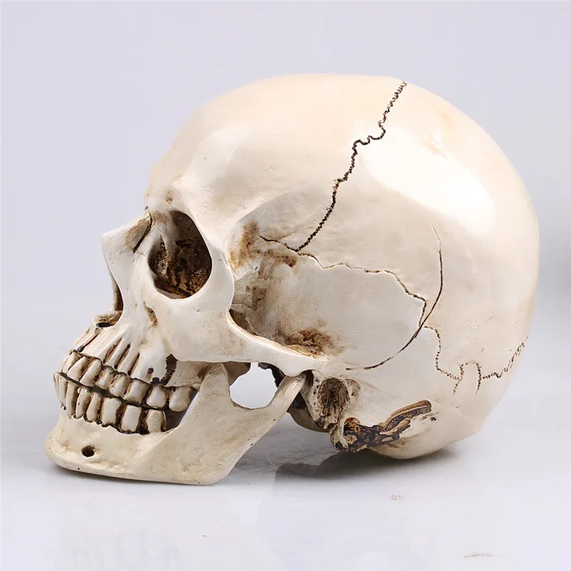 

Human Skull Replica Resin Model Medical Realistic lifesize 1:1 white color