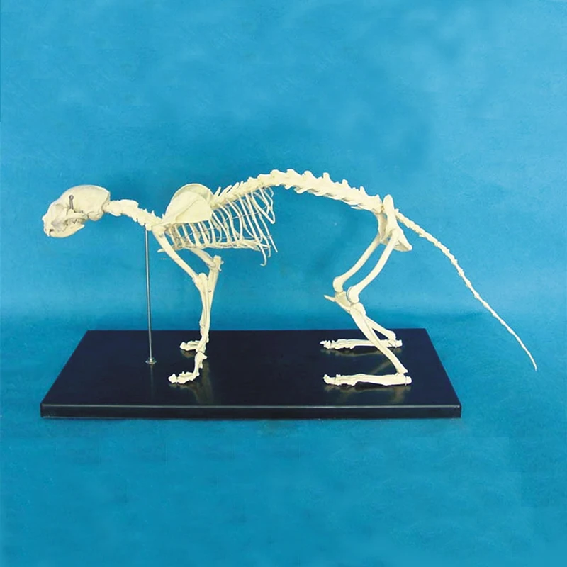 

Free shipping Animal Skeleton Model Dog Skeleton Educational Model Skeleton Model