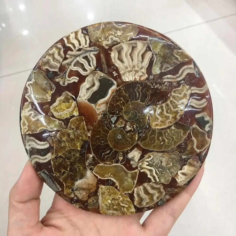 

natural stones and minerals ammonite slice plate fossil slices