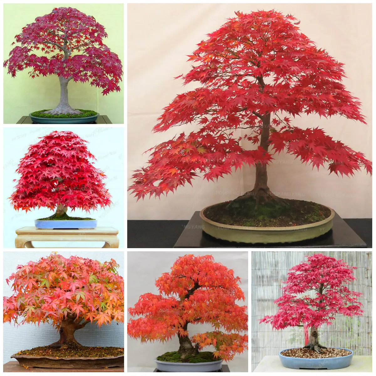 30 частиц красивые японский красный клен дерево растения bonsais DIY дома и сада дерево бонсай Бесплатная доставка