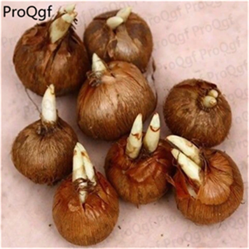 

15Pcs A Set Crocus sativus