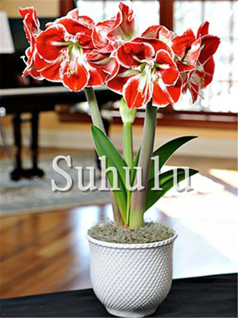 Sales! 100 pcs/bag Amaryllis Hippeastrum bonsai, Not Bulbs Bonsai Flower ,Hippeastrum for home&Garden Barbados Lily Flower pot