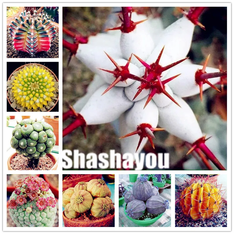 

100 pcs/bag Real mini Euphorbia obesa flores, Mixed Cactus Succulents Plants Bonsai perennial plant,bonsai plant for home garden