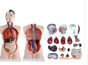 85 см 19 частей человеческого мужской торс модель человеческого тела