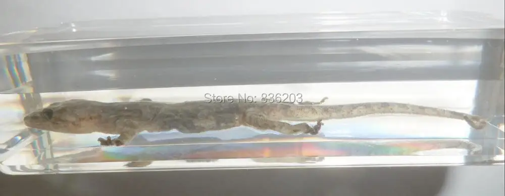 s-l1600 (6)