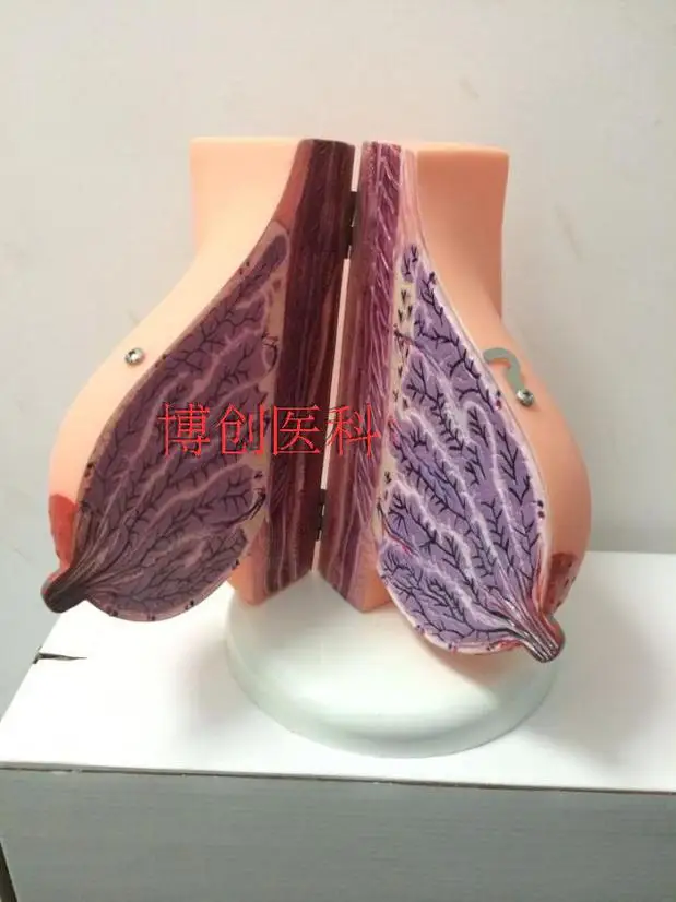 //img.alicdn.com/imgextra/i1/1076600170/TB2JbKfaFXXXXaTXXXXXXXXXXXX_!!1076600170.jpg