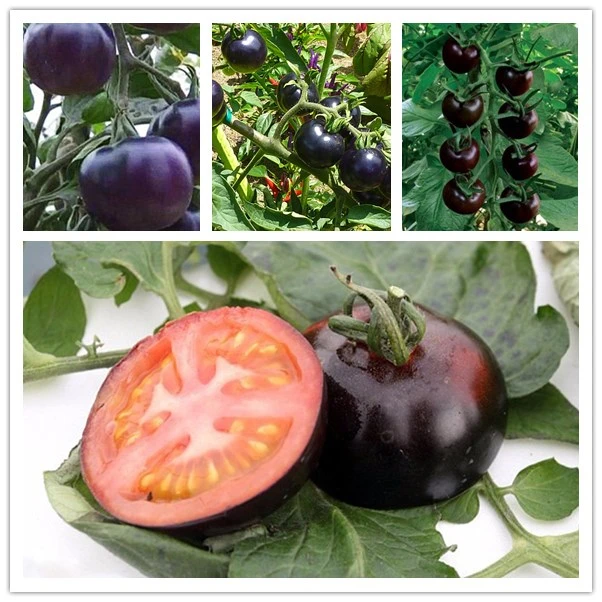 

Rare Black tomato very Tasty Vegetables Nutritive Fruits Professional packaging 200 /pack