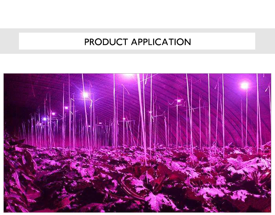 LED Grow Light Full Spectrum COB Chip AC220V 110V 20W 30W 50W DIY Grow LED Lamp For Plant Indoor Garden Hydroponic Grow Tent Box (13)