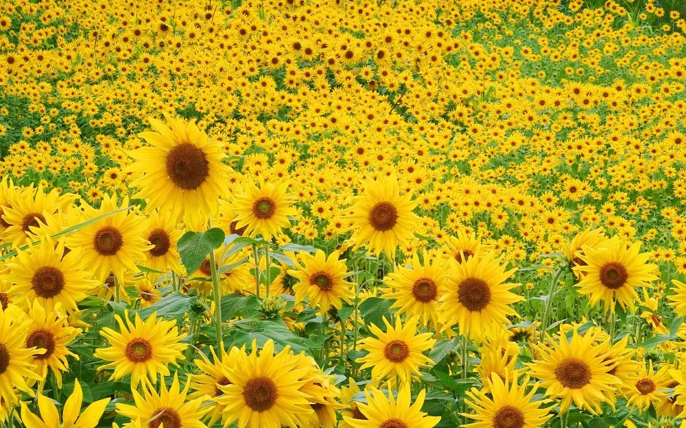 Frete Gratis Campo De Girassol Papel De Parede De Seda Poster Hd Decoracao Home Da Parede Personalizado Art Print Unframed 2090 Sunflower Field Art Printsilk Field Aliexpress