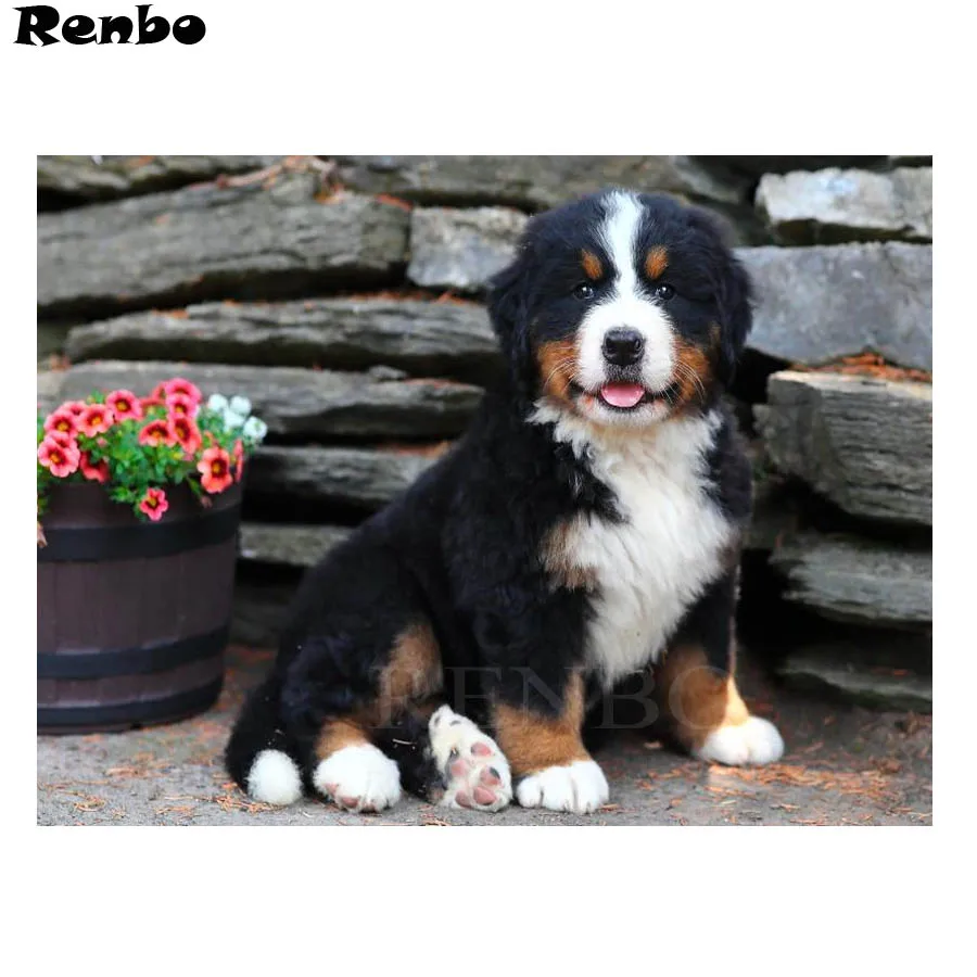 

2018 New DIY Diamond Painting Bernese Mountain Dog Cute Pet Cross Stitch patterns beads Embroidery kits Mosaic Decor Crafts B263
