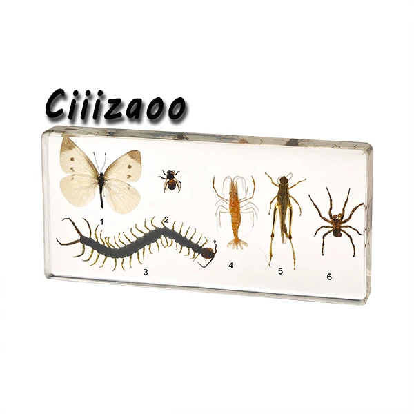 

Arthropod Representatives specimen paperweight Taxidermy Collection embedded In Clear Lucite Block Embedding Specimen