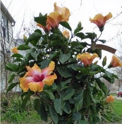 On Sale!!! 20pcs 24kinds Hibiscus Rosa-sinensis Flower bonsai Hibiscus Tree bonsai For Flower Potted Plants