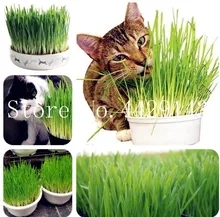 Free Shipping 200 Pcs Cat Grass Plant Herb Edible Lemongrass Kitchen Vegetable Bonsai Medicinal Use graines