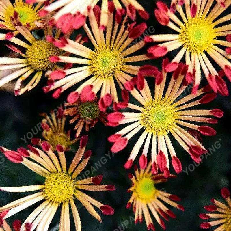 Китайская Хризантема Купить Семена