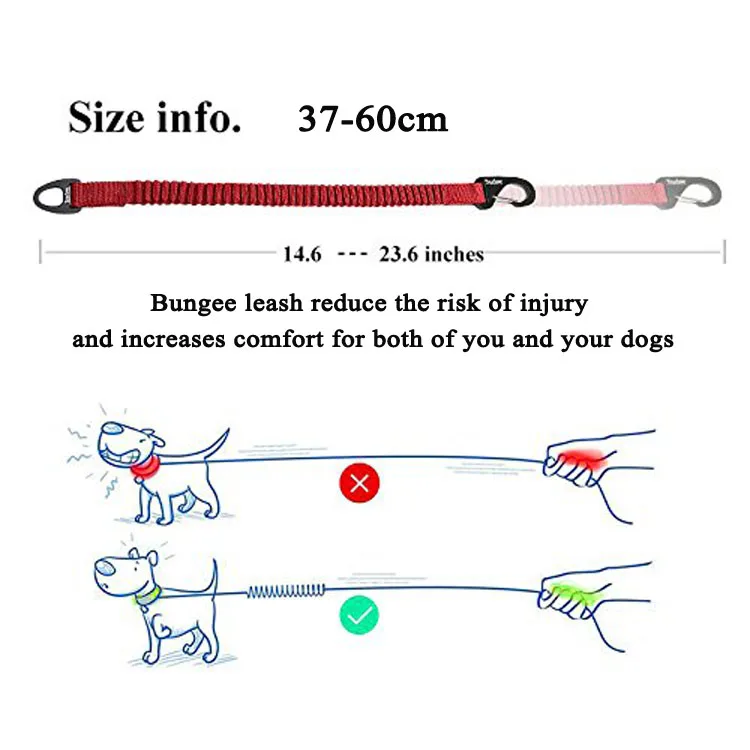 para cães de corrida, treinamento de caminhada