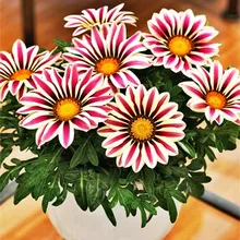 200PCS Gazania rigens seeds Flowers Seeds For Bonsai Garden Balcony 2015 Free shipping Semillas Gazania Splendens Chrysanthemum