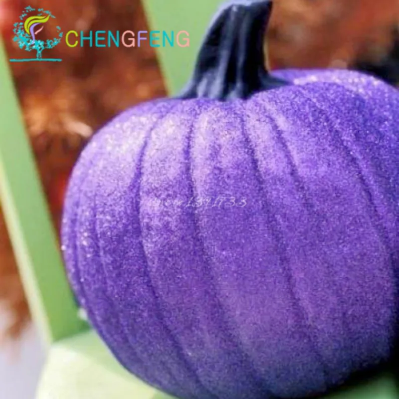 20pcs Giant Purple Pumpkin Seeds Halloween Pumpkin Organic Seeds