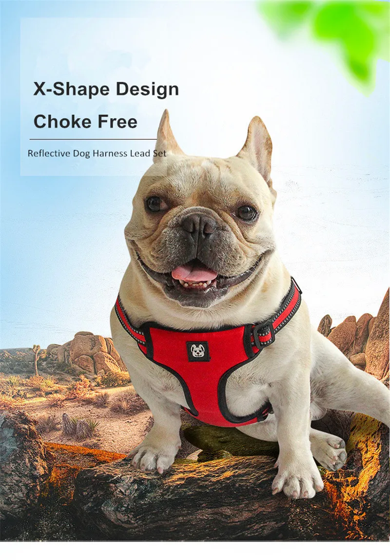 Dog Harness and Leash Set  (13)