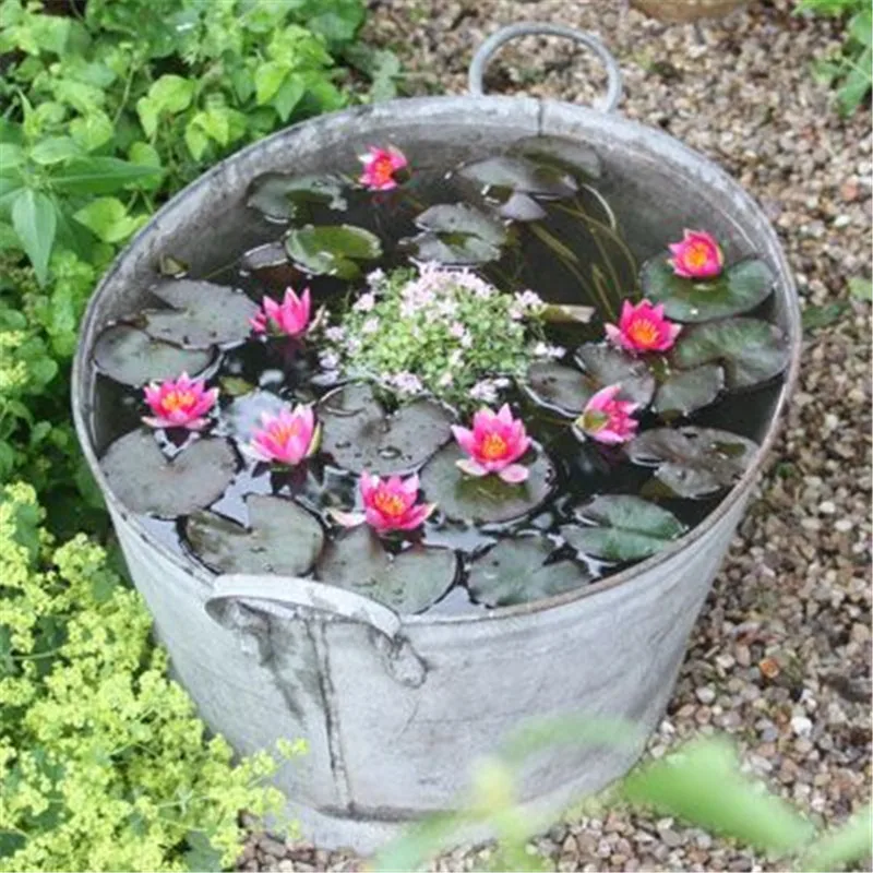 10 Pcs/Bag Lotus Flower, Mini Lotus Bonsai Aquatic Plants Bowl Lotus Water Lily Flores Perennial Plant For Home & Garden Decorat