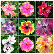 On Sale 100pcs Hibiscus bonsai 24kinds Mix Color Beautiful Rosa sinensis Flower bonsai Perennial Flower Tree