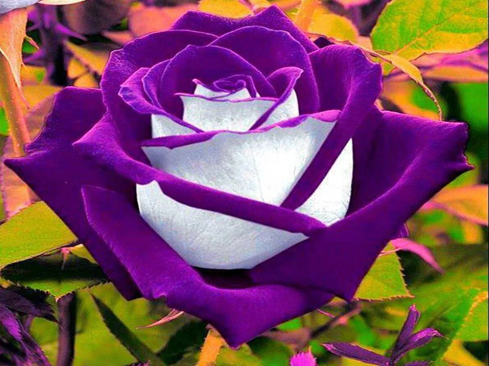 La rosa flower coupons manila
